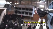 Black Australorp Chicken Breed (Breeder Flock)