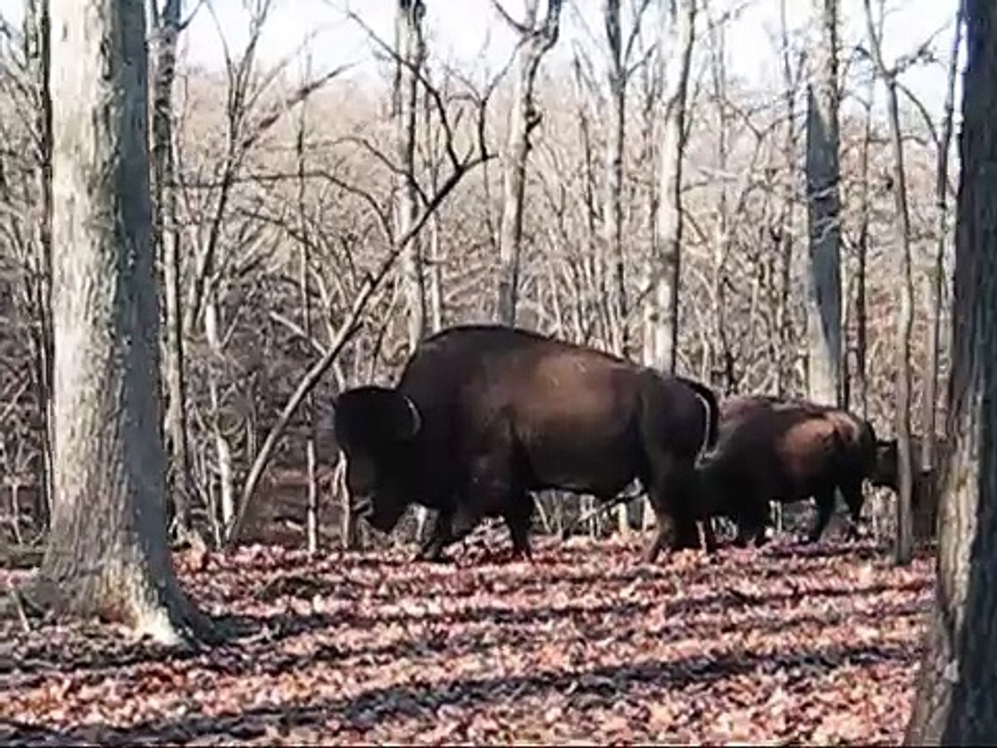 Bison and Elk at Lone Elk Park