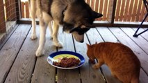 Siberian Husky and Kitty Cat eating together