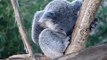 Super Cute Baby Koala Scratching (San Diego Zoo)