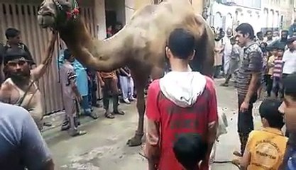 camel qurbani