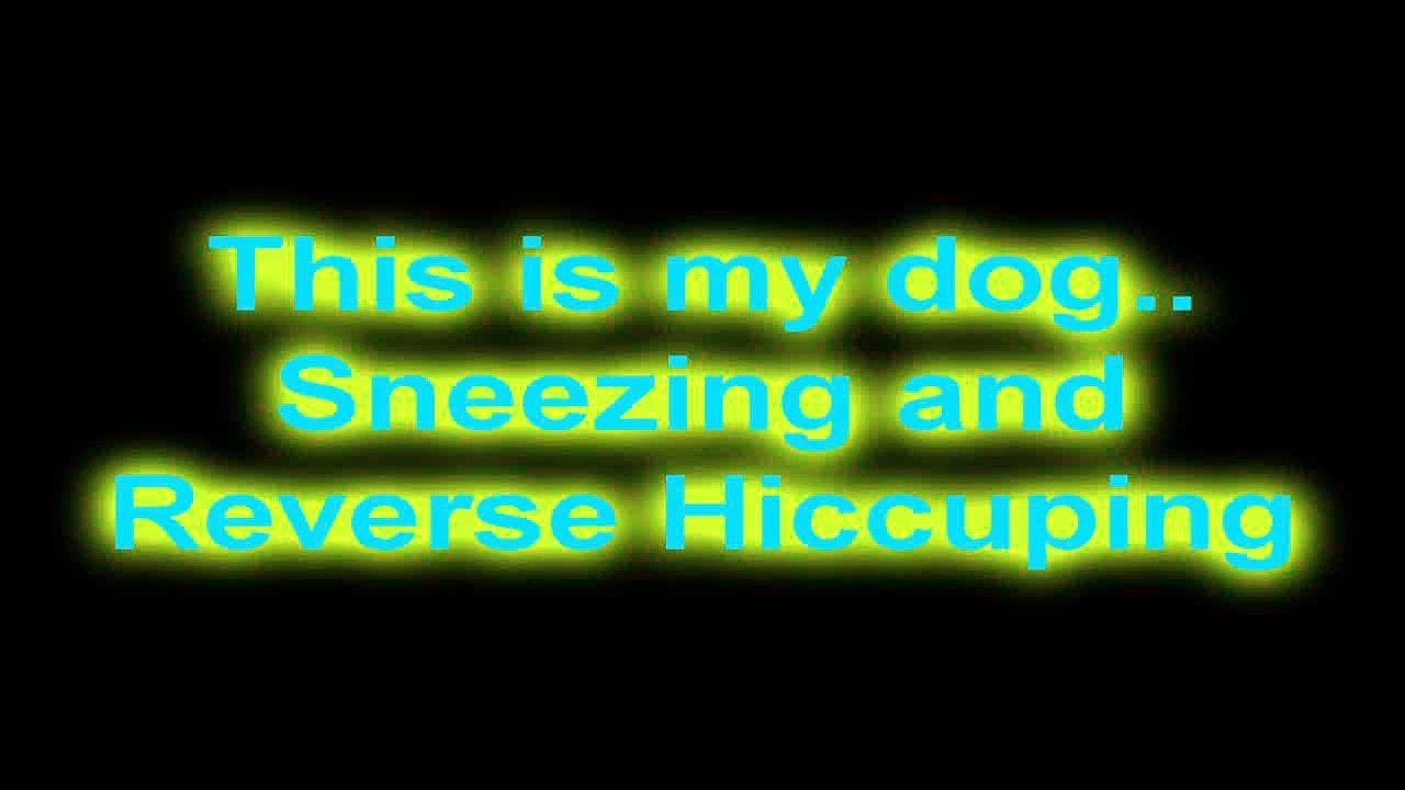 Hilarious! Beagle Sneezing!