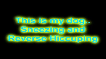 Hilarious! Beagle Sneezing!