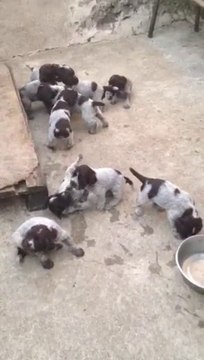 video flash du bois d'onzion et doune des forêts de gascogne( 3 semaines et demi