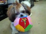 Gizmo the Shih Tzu - mohawk haircut styled (8 months old)
