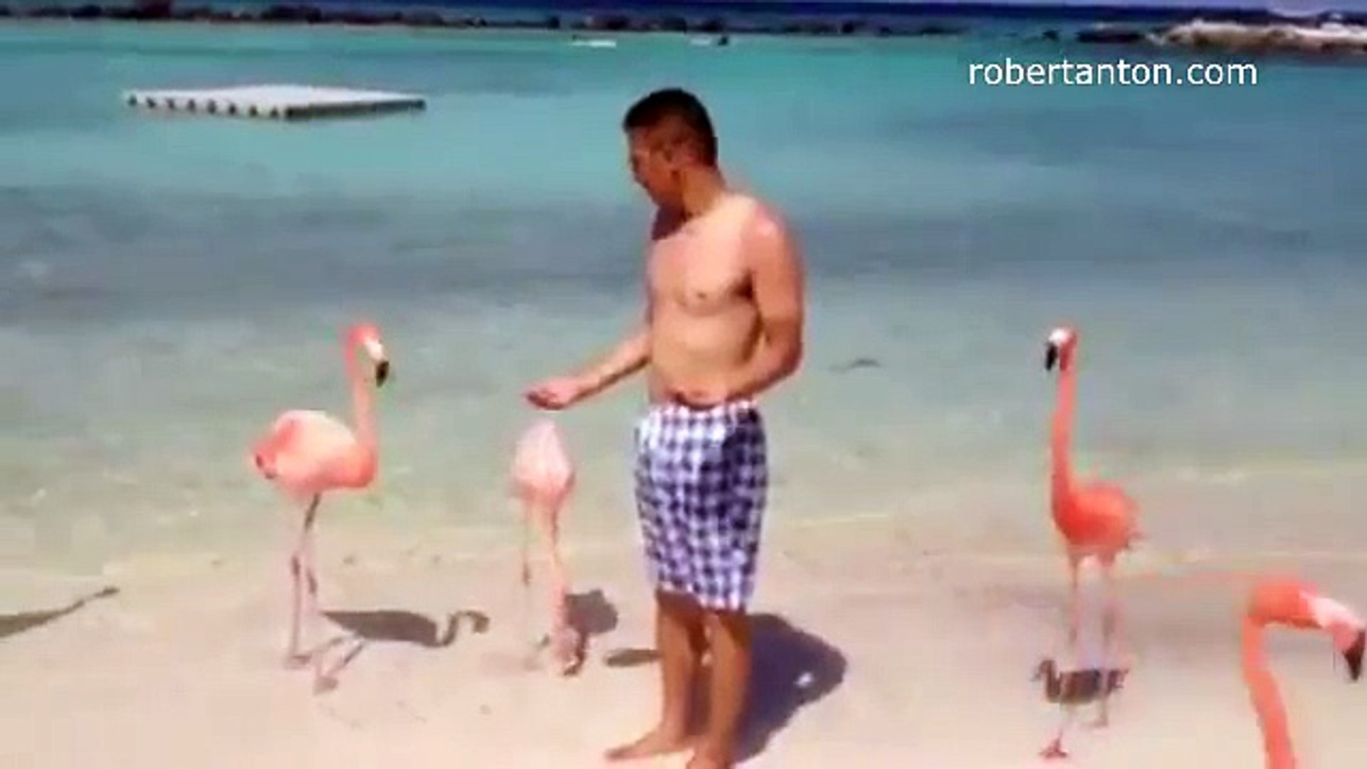 When Flamingo feeding goes Wrong