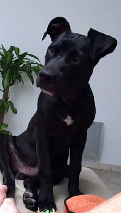 Logan