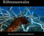 Seewalze Röhrenseewalze Seegurken Tiere Animals Natur SelMcKenzie Selzer-McKenzie