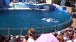 Blue Horizons Dolphin Show at Sea World, San Diego