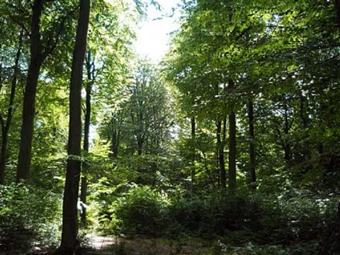 Stig Møller Sommerskoven