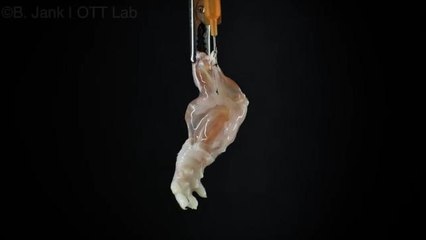 Scientists grow a functioning limb for the first time