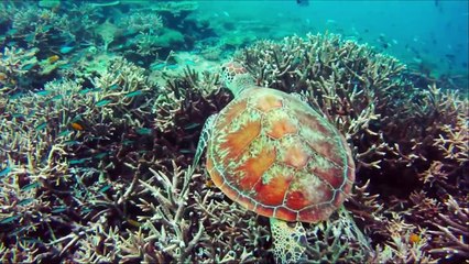 Heron Island -- Nature at its best