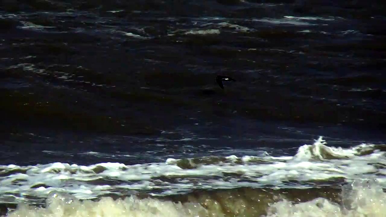 Leach's Petrels