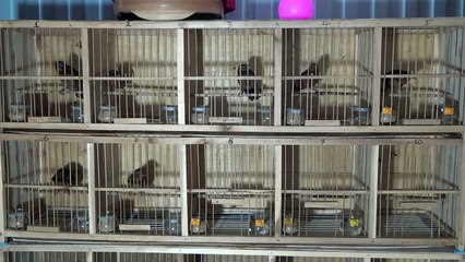 Mua bán chim Họa Mi Cao Bằng