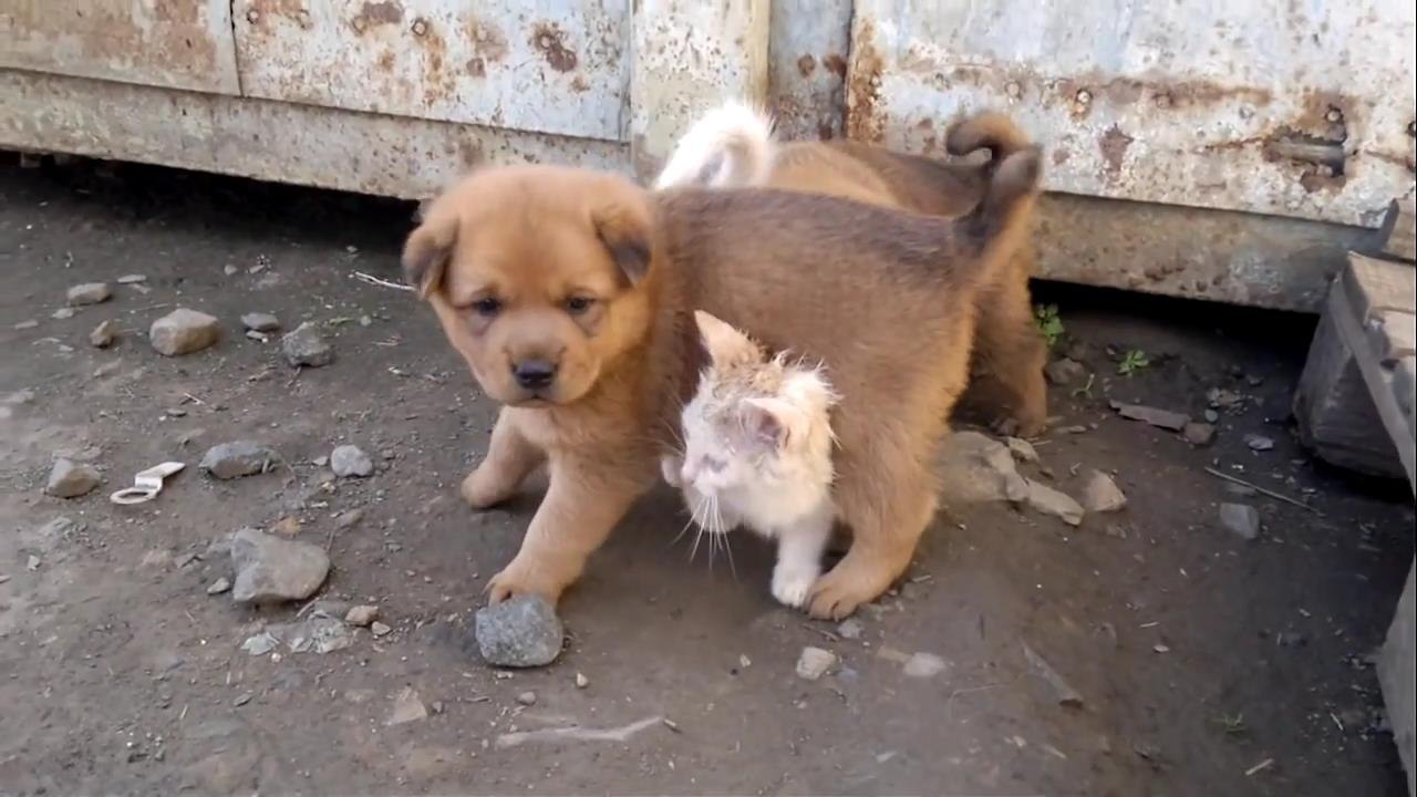 Глухого котёнка приютила собачья семья