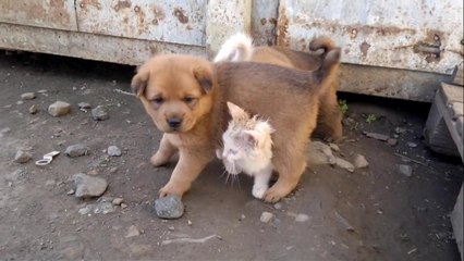 Глухого котёнка приютила собачья семья