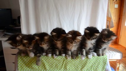 Gatinhos Sincronizados