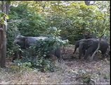 India:  Saving Elephants (Produced by Mary Ferreira)