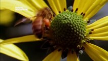 Kraliçe arı ve polis arılar