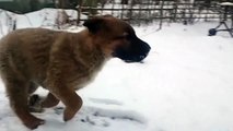 Dog Runs In Snow, Slow Motion FHD 120 FPS