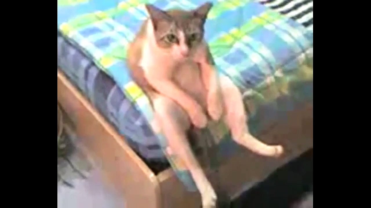 funny cat vines compilation,funny cat vines compilation,funny cat vines best for you