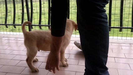 labrador di 63 giorni al suo primo giorno a casa (Murphy)