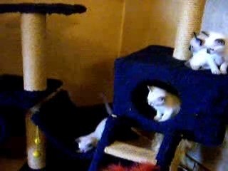 Les bébés de Wendy jouent