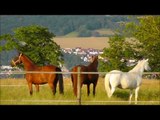 Lucky Horse Ranch,Pferde,Horses,Cavalli,Konie,Caballos,лошади,koně,atlar,lovak,άλογα,말,马匹,馬,ม้า,马