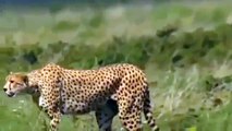 Cheetah Animals Documentary Cheetah, Max Speed Power National Geographic