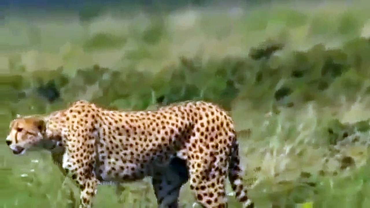 Cheetah Animals Documentary Cheetah, Max Speed Power National Geographic