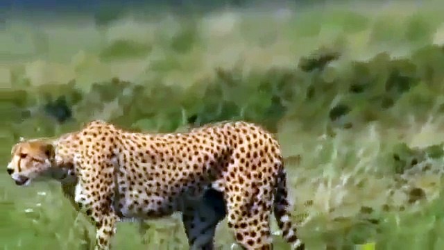 Cheetah Animals Documentary Cheetah, Max Speed Power National Geographic