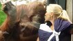 Sevimli orangutan bebeği görmeye çalışıyor..