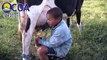 Niño ordena vaca en Rancho Arriba Ocoa