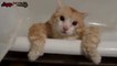 [VIDEO FUN] Un chat OBESE est coincé dans une baignoire - FAIL Animaux