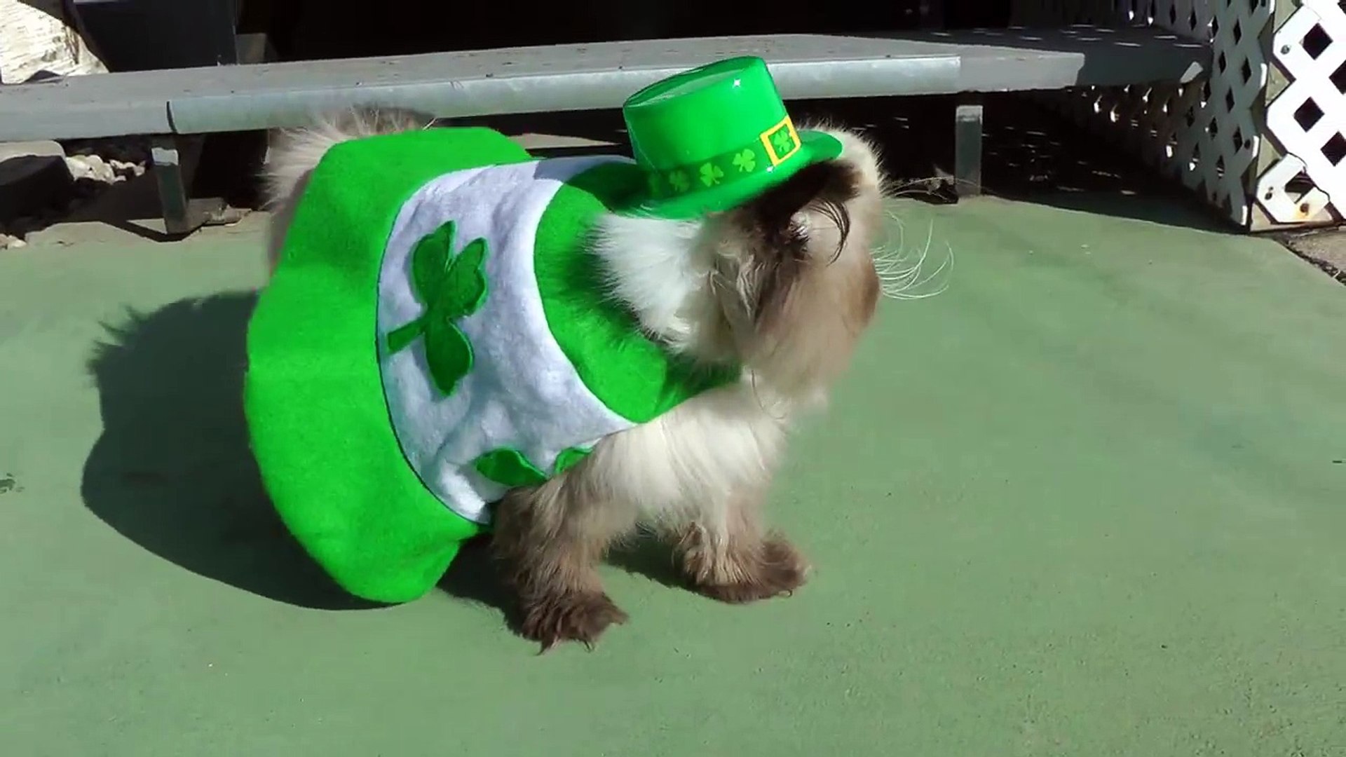 Miracle Leprechaun's St. Patrick's Day Walk