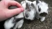 Sweet Pea's Litter ~ 2 Weeks Old ~ Baby Holland Lop Bunnies