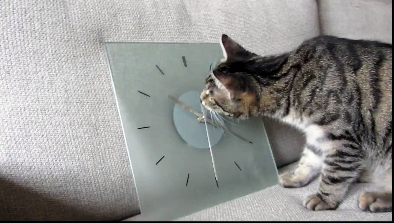 Cat Turns Back Time?!
