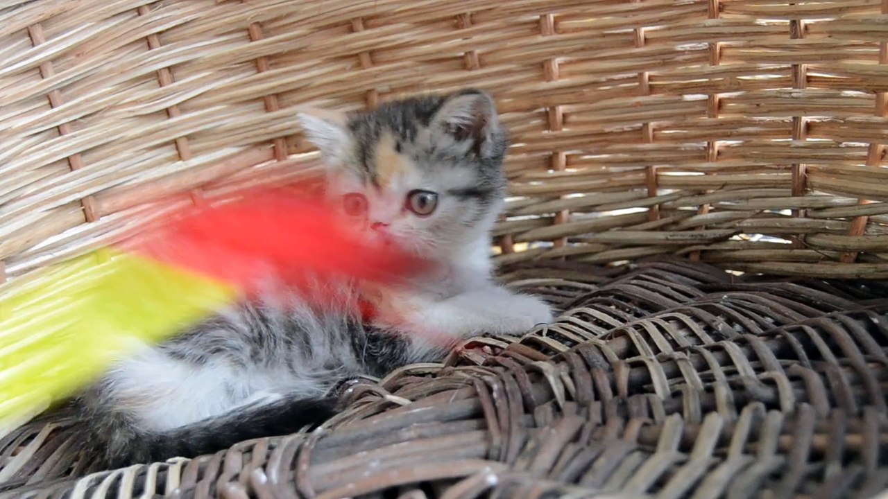 EXOTİC SHORTHAİR CALİCO