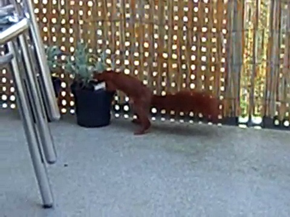 Das Eichhörnchen schon wieder...