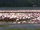 Flamingos in lake nakuru 4/4