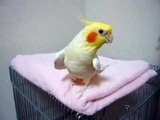 Cockatiel that sings MOMOTARO-SAN(Japanese Nursery rhyme)
