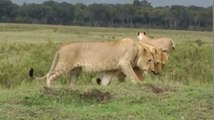 Kie kie kie kie le roi de la forêt est devenu étranger dans son propre royaume.