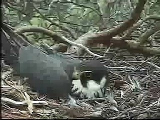 The RSPB Birds of prey Hobby - Scotland