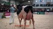 World Class Holsteins@UK Dairy Expo-Senior 3yr old's.Sony A7S