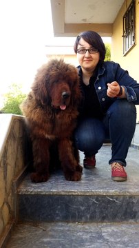 satılık tibet mastif yavruları show kalite çin secereli 05414501227