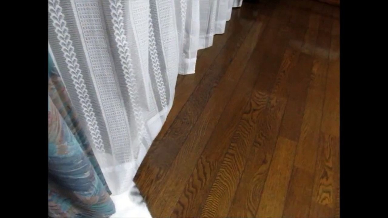 kitty and puppy.wmv