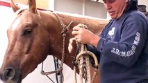 Putting on a fiador and bosal on a Horse - Fiador Purpose - Rick Gore Horsemanship