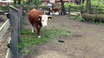 animal mix animal compilation Cow donkey farm animals