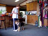 German Shepherd Puppy Clicker Training