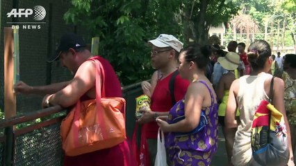 アイスを頬張るチンパンジー、猛暑ブラジル・リオ　Ice cream keeps Rio zoo animals cool in heatwave